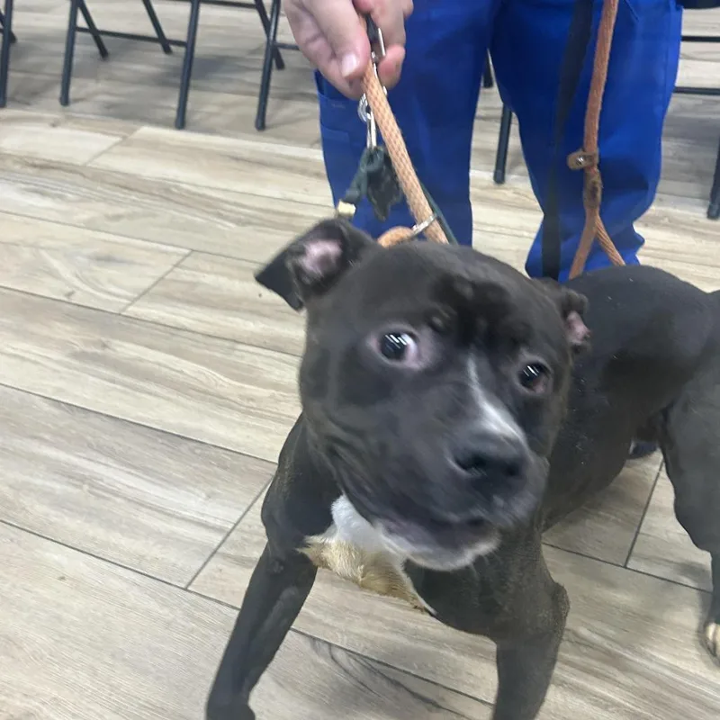 A young medium-sized male Black Pit Bull Terrier dog named Sabbeth for adoption in Newark, NJ