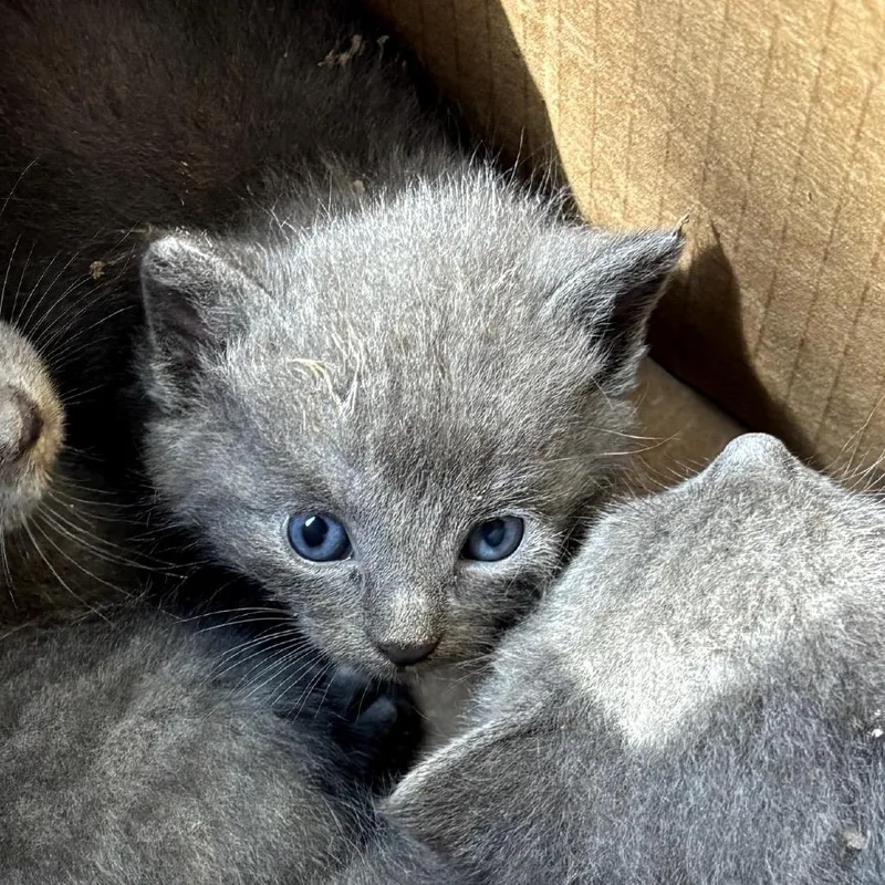 A baby small-sized male Gray / Blue / Silver Domestic Short Hair cat named Saturn for adoption in Garfield, AR