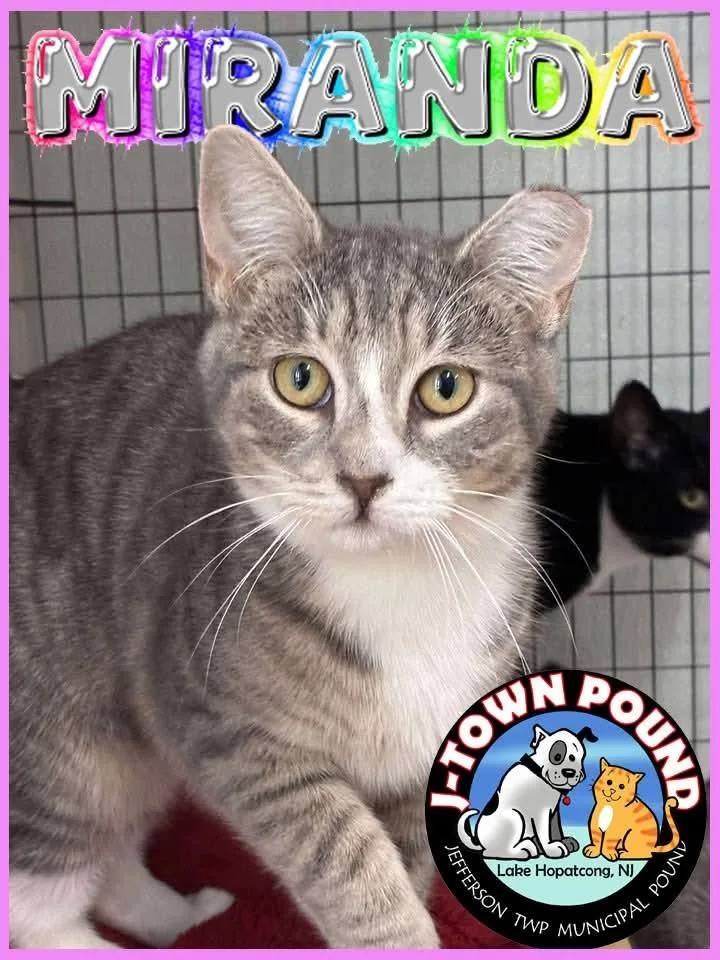 A baby medium-sized female Domestic Short Hair cat named Outlaws Miranda for adoption in Lake Hopatcong, NJ