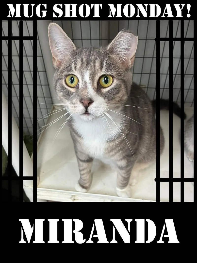 Outlaws  Miranda thumbnail 4