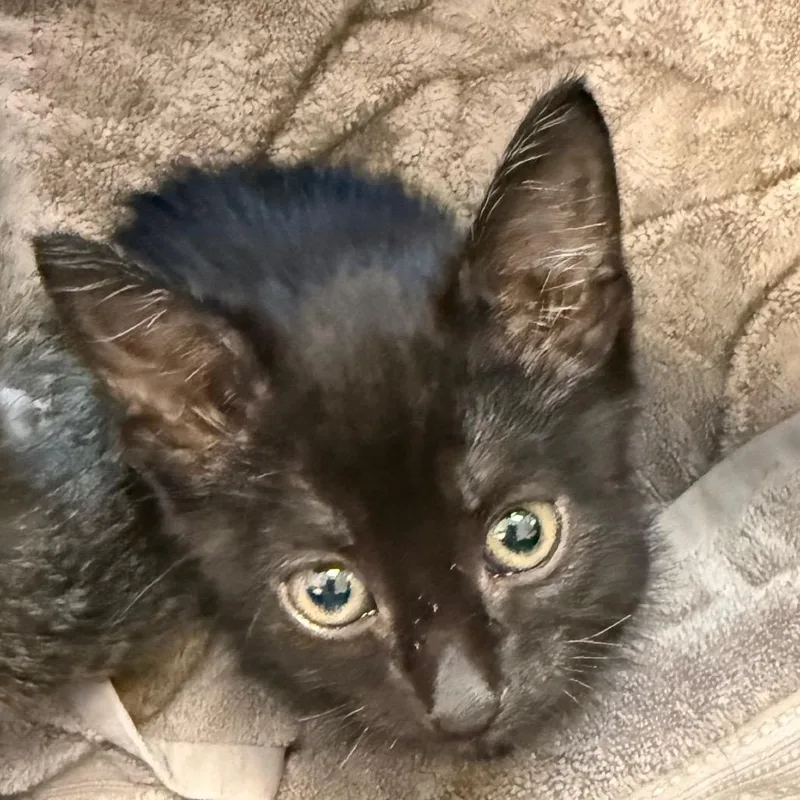 A baby small-sized male Black Domestic Short Hair cat named Badger for adoption in Council Bluffs, IA