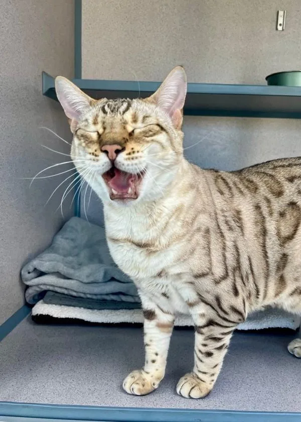 An adult extra large-sized female Bengal cat named Coco Chanel for adoption in Skillman, NJ