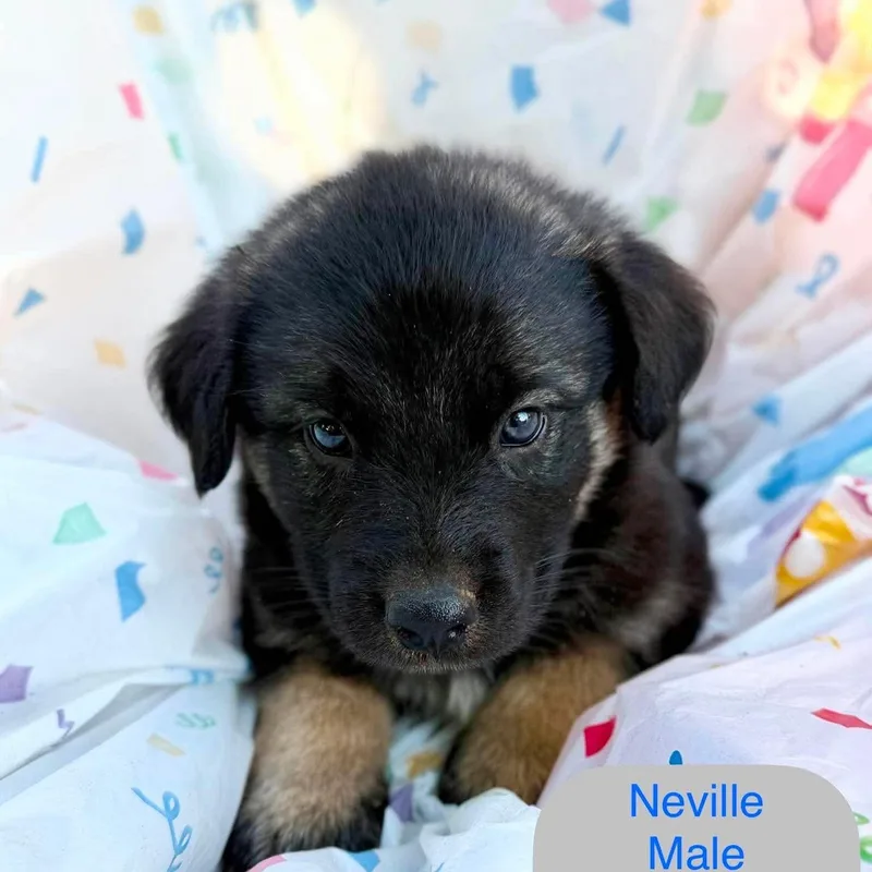 Neville
