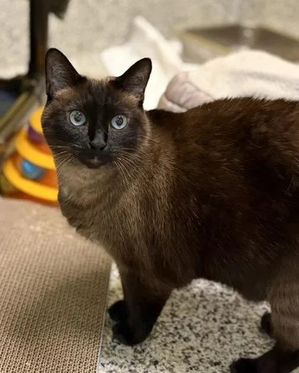 KoKo