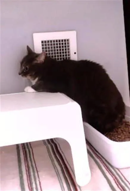 An adult medium-sized female Domestic Medium Hair cat named Sweetie for adoption in Statesville, NC