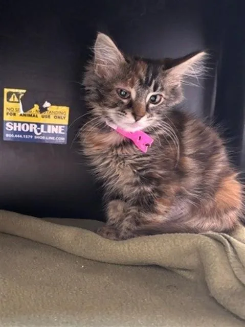 A baby small-sized female Domestic Long Hair cat named Cassie for adoption in San Luis Obispo, CA