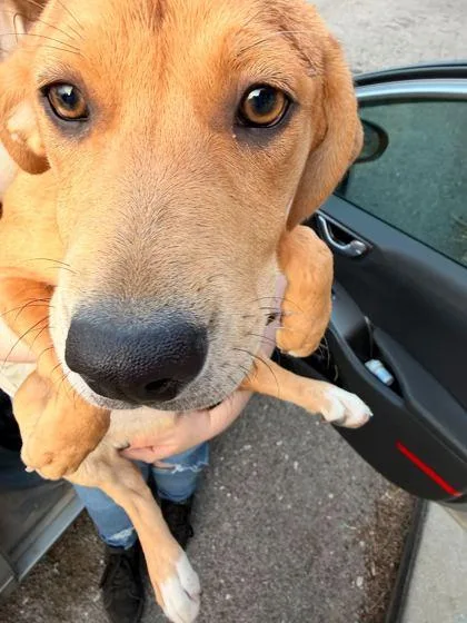 A baby small-sized female Pit Bull Terrier dog named Goldie for adoption in Knoxville, TN