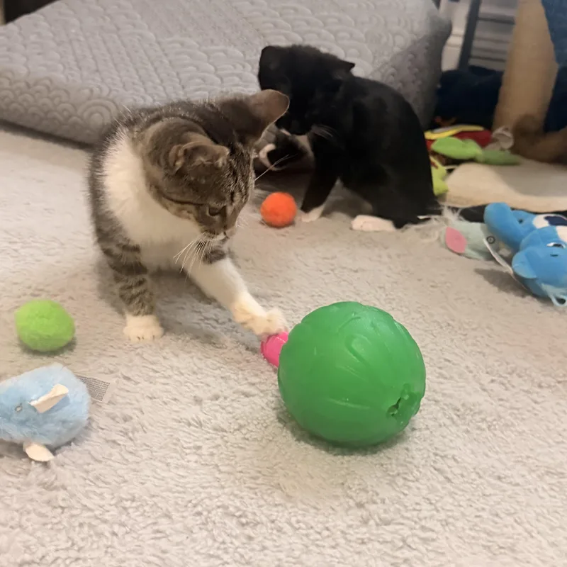 A baby medium-sized female Buff / Tan / Fawn Tabby cat named Georgia for adoption in Denver, NC