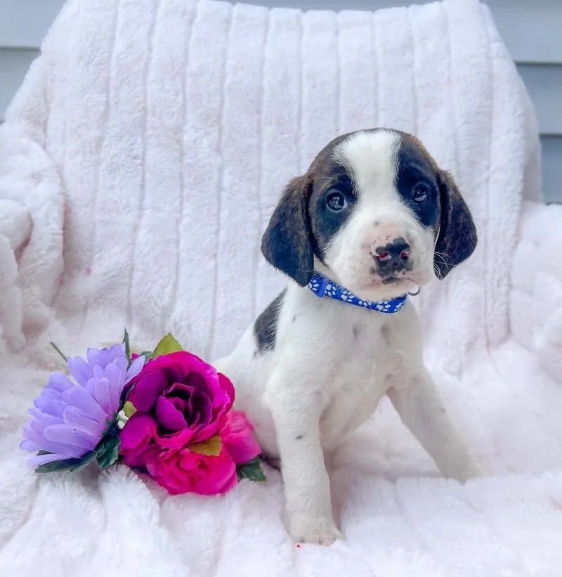 A baby small-sized male Mixed Breed dog named William for adoption in Murray, KY