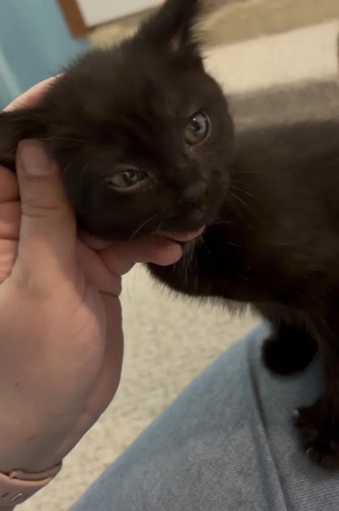 A baby medium-sized female Black Domestic Short Hair cat named Celeste for adoption in Clinton Township, MI