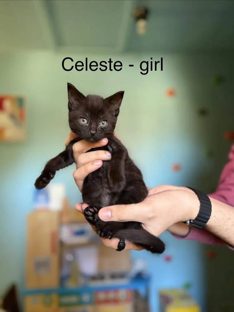 Celeste thumbnail 2