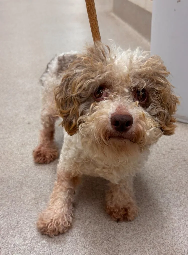 An adult medium-sized male Poodle dog named Albus for adoption in Madison, GA
