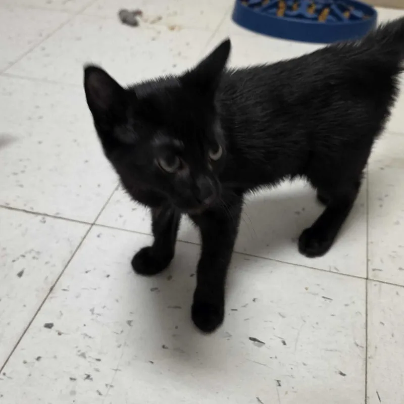A baby small-sized male Black Domestic Short Hair cat named The Marges for adoption in Davenport, IA