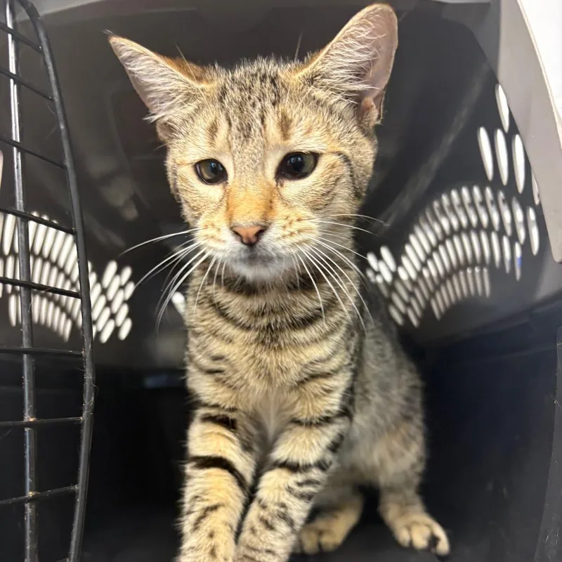 A young medium-sized female Brown / Chocolate Domestic Short Hair cat named Hurdy Gurdy for adoption in Pennsville, NJ