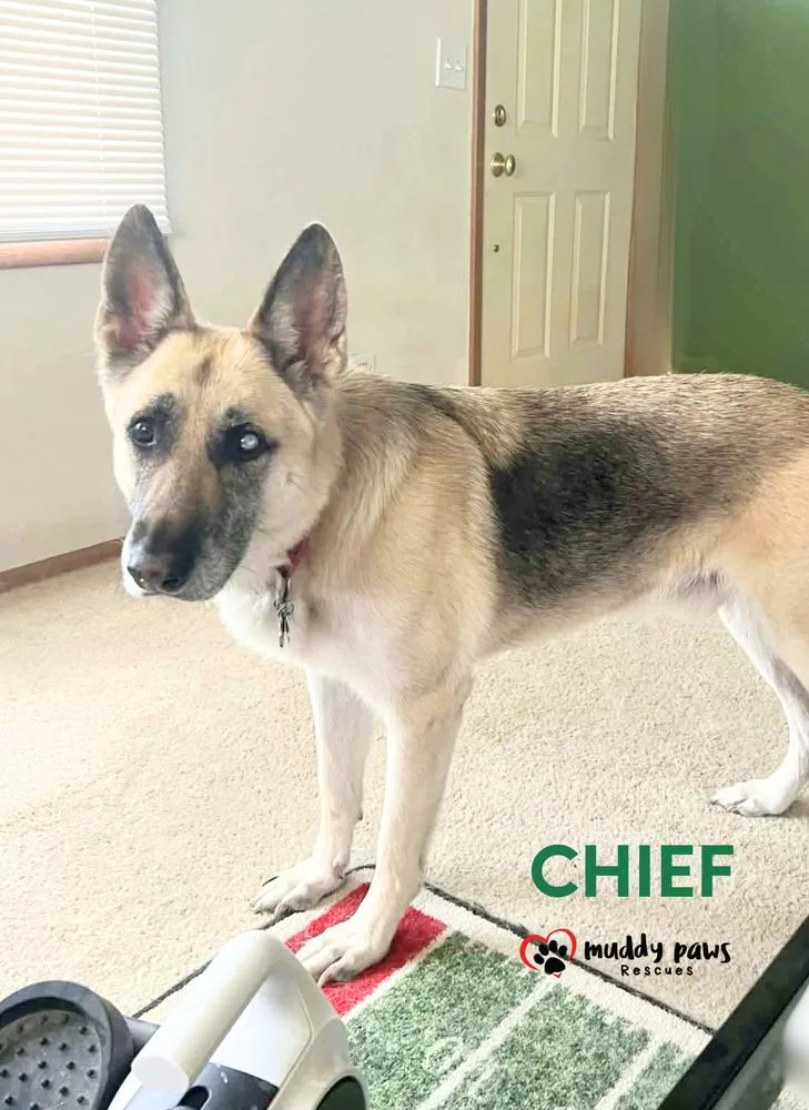 An adult large-sized male German Shepherd Dog dog named Chief for adoption in Council Bluffs, IA
