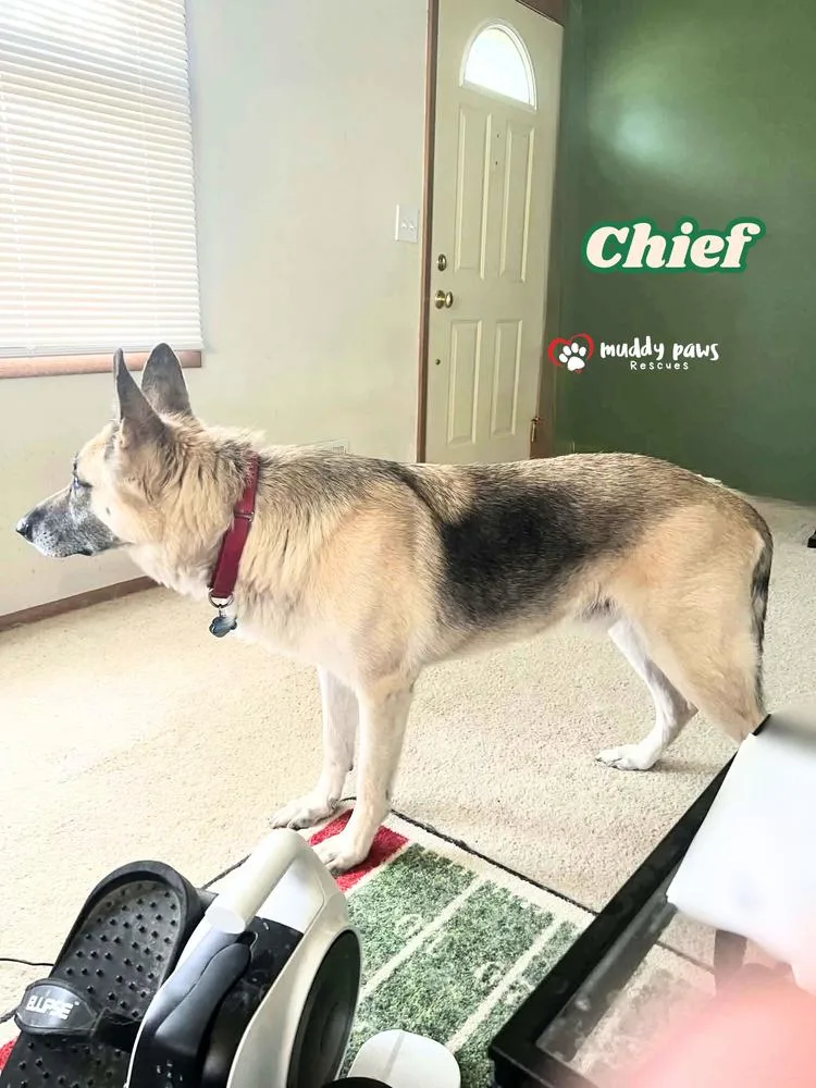 Chief thumbnail 4