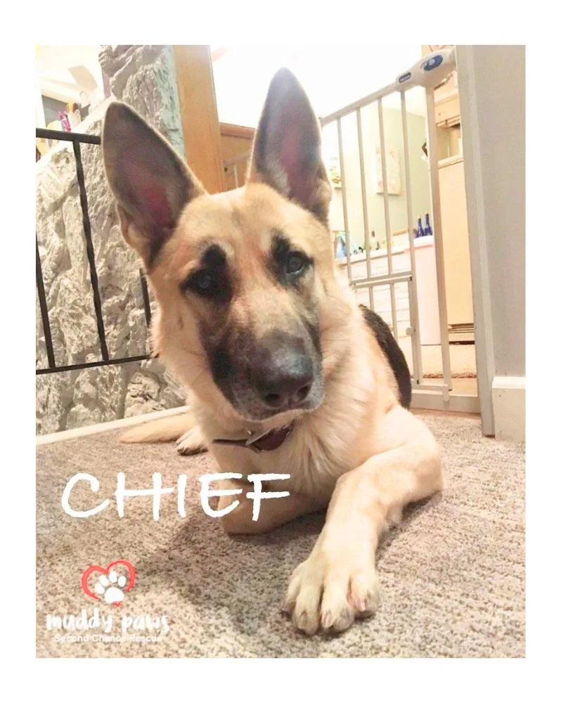 Chief thumbnail 5