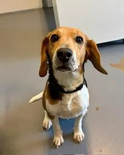 An adult small-sized male Tricolor (Brown, Black, & White) Beagle dog named Cooper for adoption in Winter Haven, FL