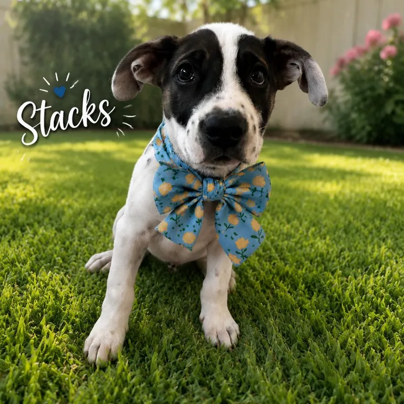 Stacks thumbnail 3