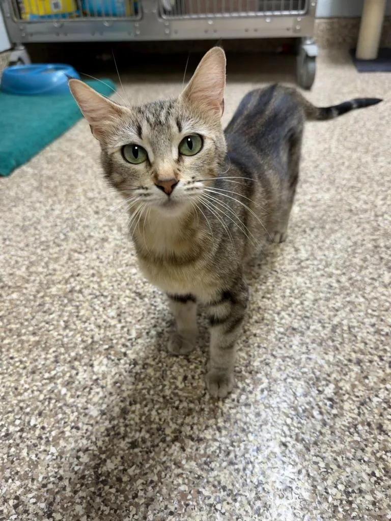 A young small-sized female Domestic Short Hair cat named Kiwi for adoption in Pratt, KS