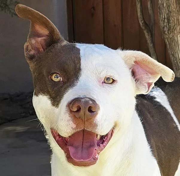 A young medium-sized male White / Cream American Staffordshire Terrier dog named Silly Sweet Mr Snarf for adoption in Albuquerque, NM