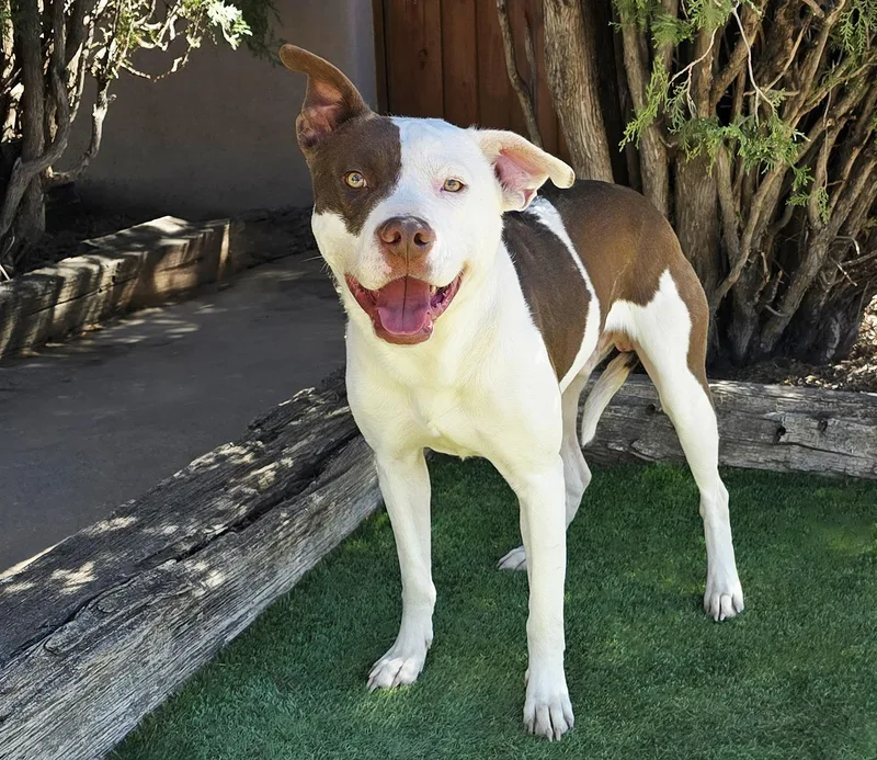 Silly Sweet Mr Snarf thumbnail 2