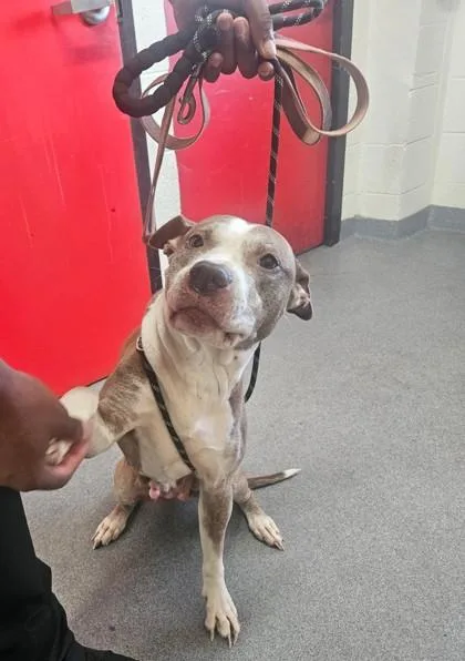 An adult medium-sized female Mixed Breed dog named Molly for adoption in West Chester, PA
