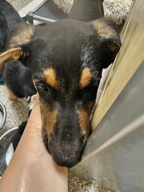 A baby small-sized male German Shepherd Dog dog named Bob for adoption in Colorado Springs, CO