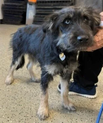 A baby medium-sized female Schnauzer dog named Raven for adoption in Thompson Falls, MT