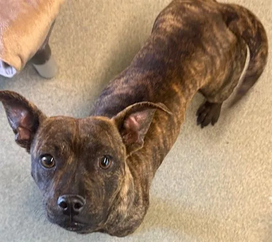 A young small-sized female Terrier dog named Mindy for adoption in San Martin, CA