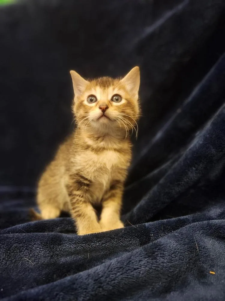 A baby small-sized female Domestic Short Hair cat named Athena for adoption in WARNER ROBINS, GA