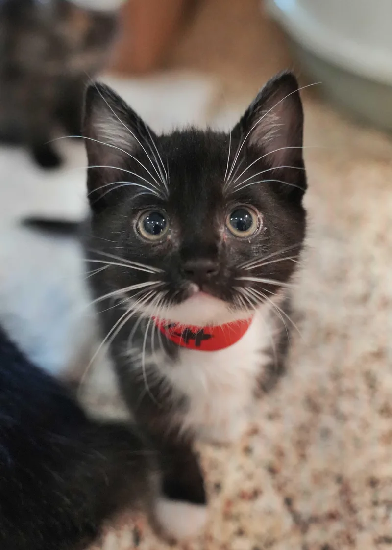 A young small-sized female Black & White / Tuxedo Domestic Short Hair cat named Charmie for adoption in Aiken, SC