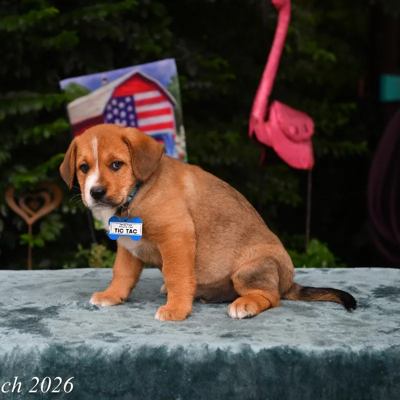 A baby small-sized male Black Labrador Retriever dog named Tic Tac for adoption in Wake Forest, NC