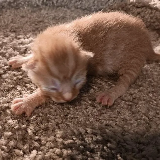 A baby small-sized female Orange / Red Domestic Short Hair cat named Galaxy for adoption in Jefferson city, TN