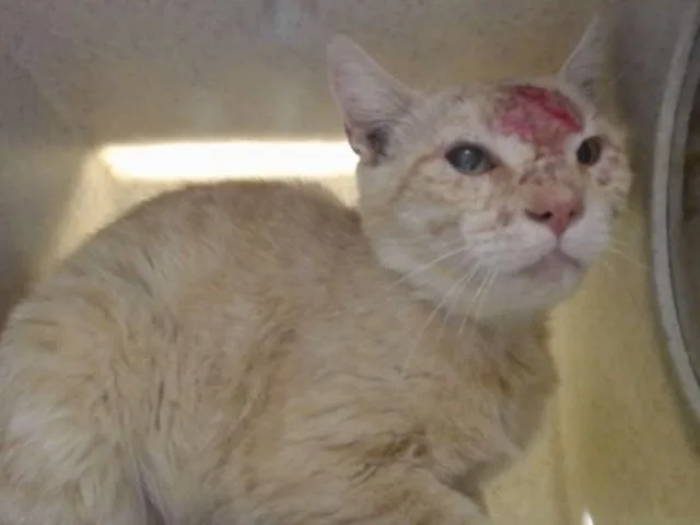 An adult small-sized male Domestic Short Hair cat named A for adoption in Moreno Valley, CA