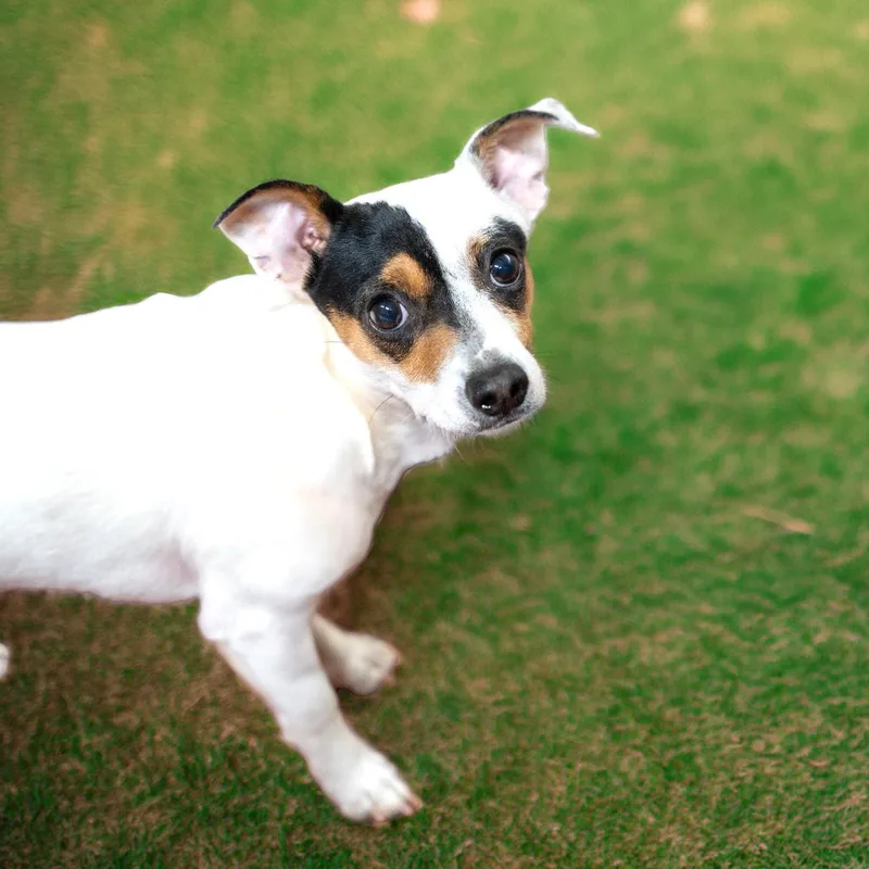 An adult small-sized male White / Cream Terrier dog named Aj for adoption in Gainesville, GA