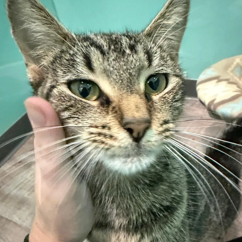 An adult medium-sized female Domestic Short Hair cat named Mia Bella for adoption in Marion, VA