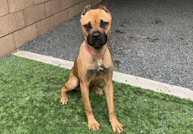 Urgent! Save Me Please!