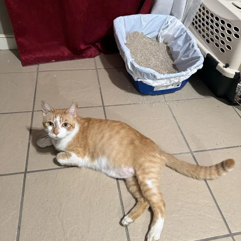 An adult large-sized male Orange / Red Domestic Short Hair cat named Pisoi for adoption in Long Beach, CA