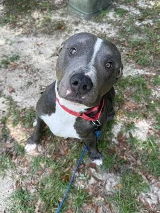 An adult large-sized male American Staffordshire Terrier dog named Denali for adoption in Picayune, MS