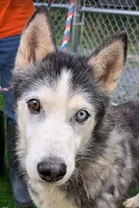 An adult large-sized male Husky dog named Ronan for adoption in Herndon, VA