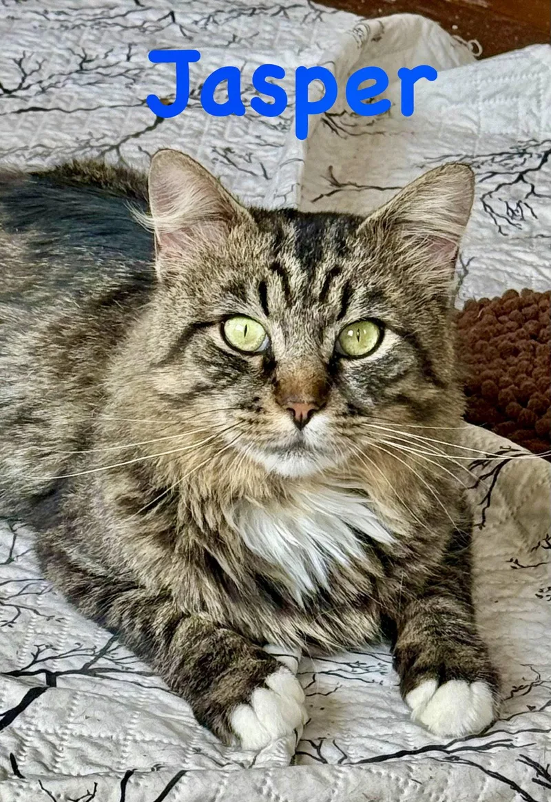 A young medium-sized male Domestic Long Hair cat named Jasper for adoption in Reston, VA
