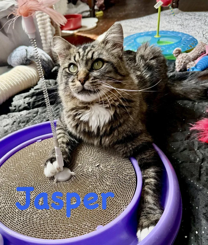 Jasper thumbnail 3
