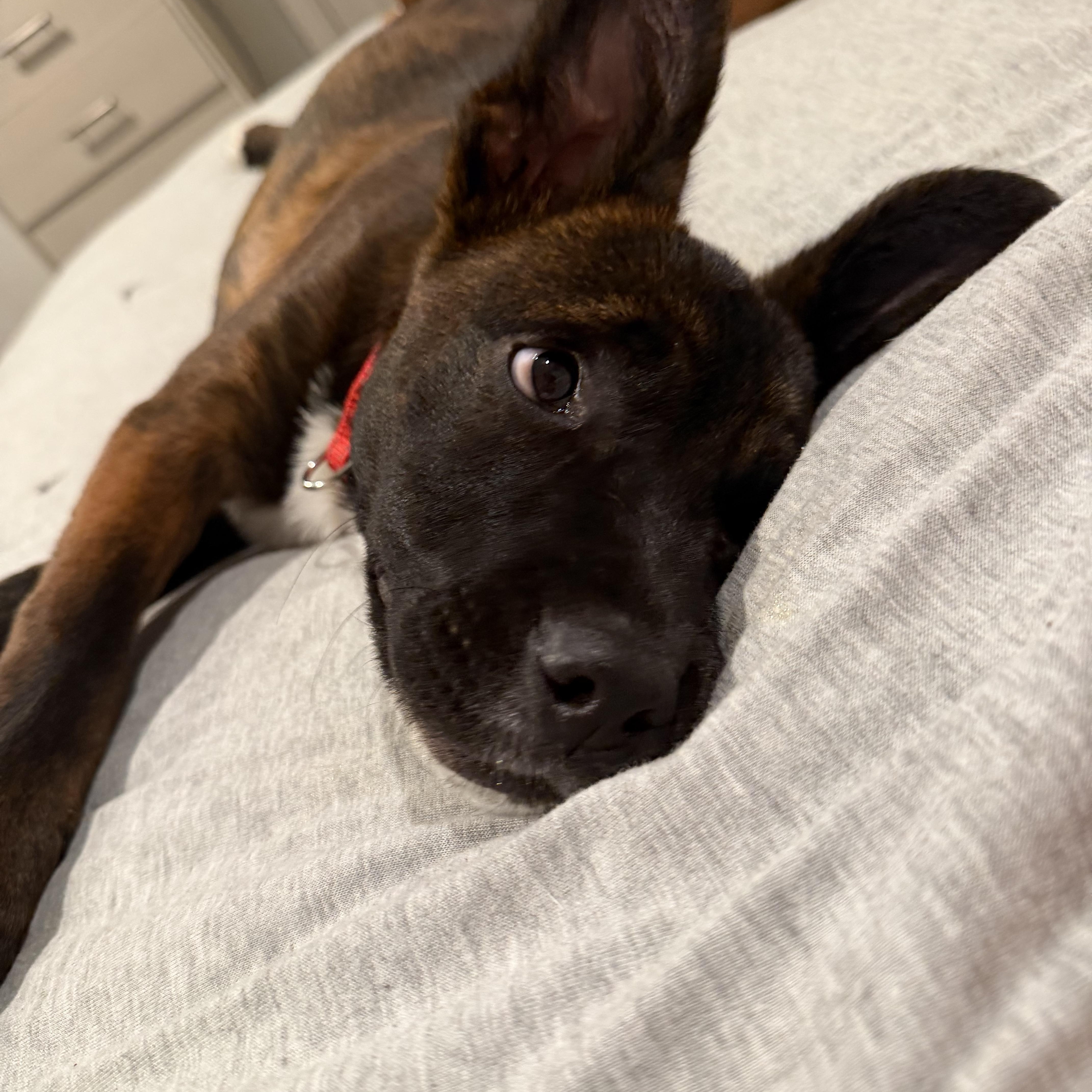 A baby medium-sized male Belgian Shepherd / Malinois dog named Owl for adoption in Carmel, NY