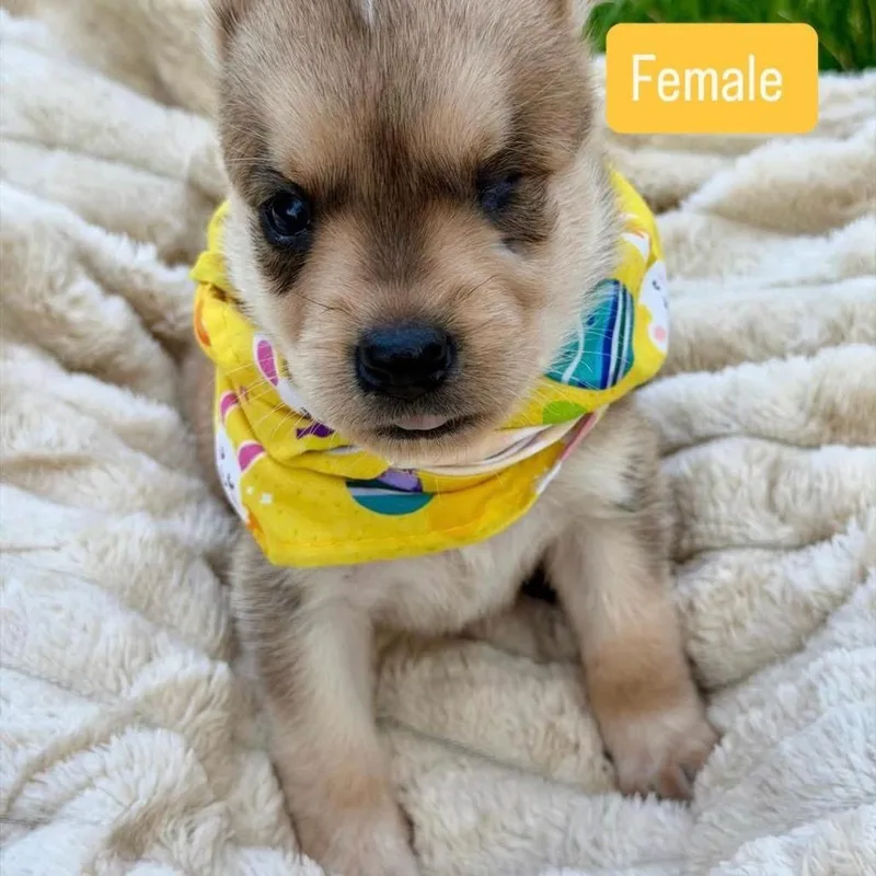 A baby medium-sized female White / Cream Husky dog named Latte for adoption in Allen, TX