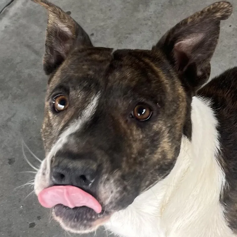 Wally  Handsome Devil thumbnail 2