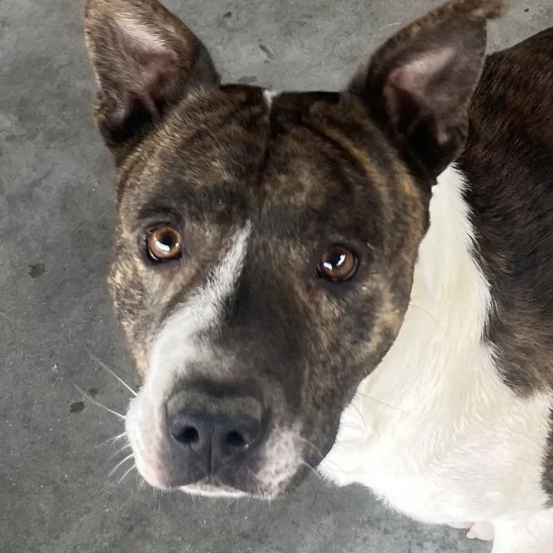 Wally  Handsome Devil thumbnail 3