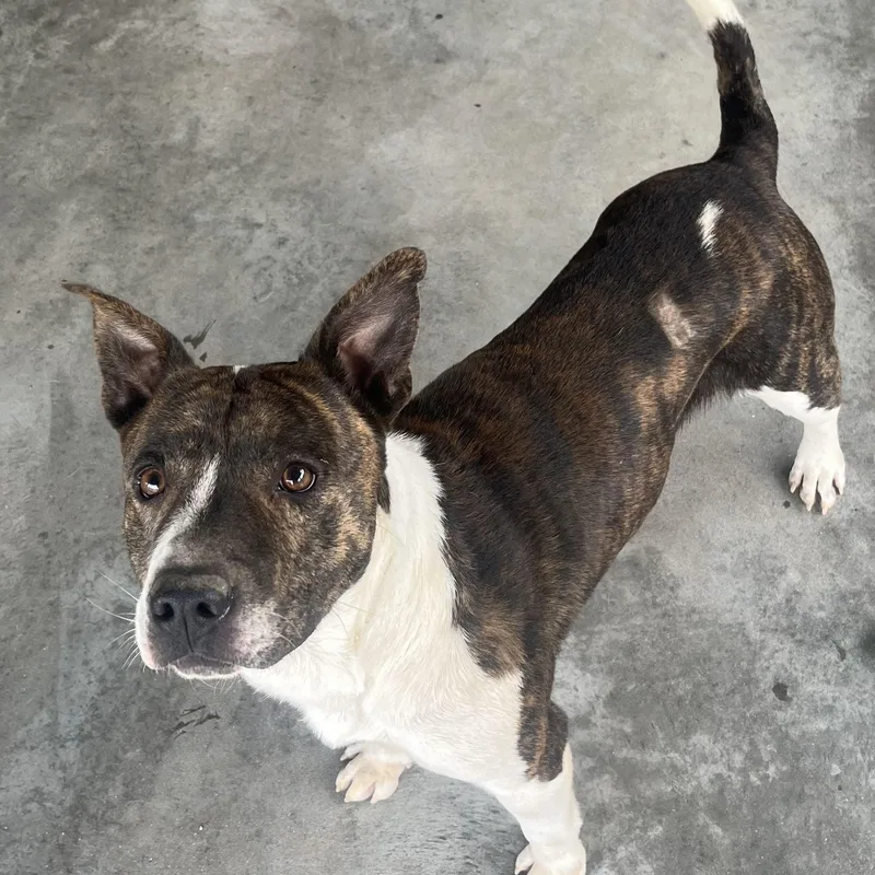 Wally  Handsome Devil thumbnail 4