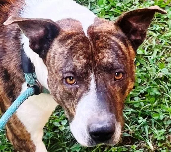 Wally  Handsome Devil thumbnail 5