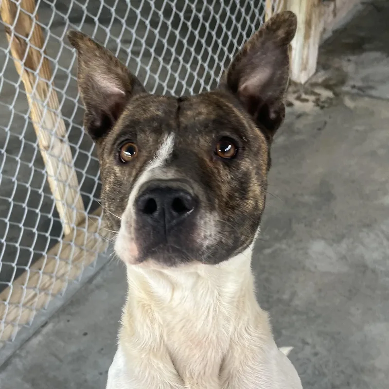 Wally  Handsome Devil thumbnail 6